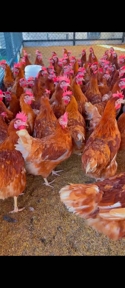 AOA lemon brown murgi available for sale egg  starter good quality