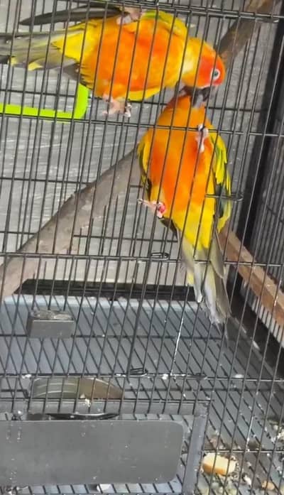 Sun Conure