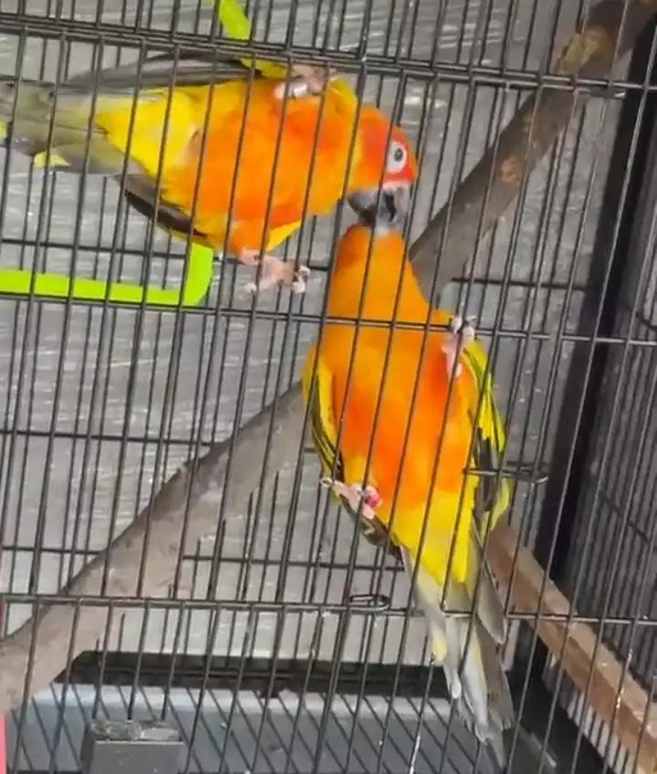 Sun Conure — photo 2
