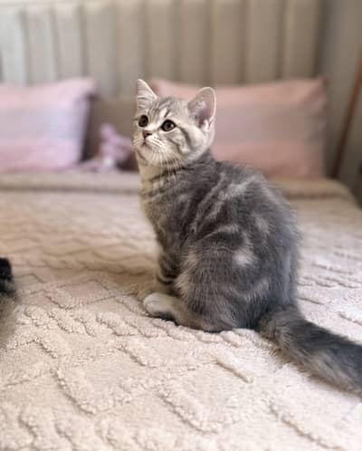 Blue Tabby British Shorthair Boy kitten