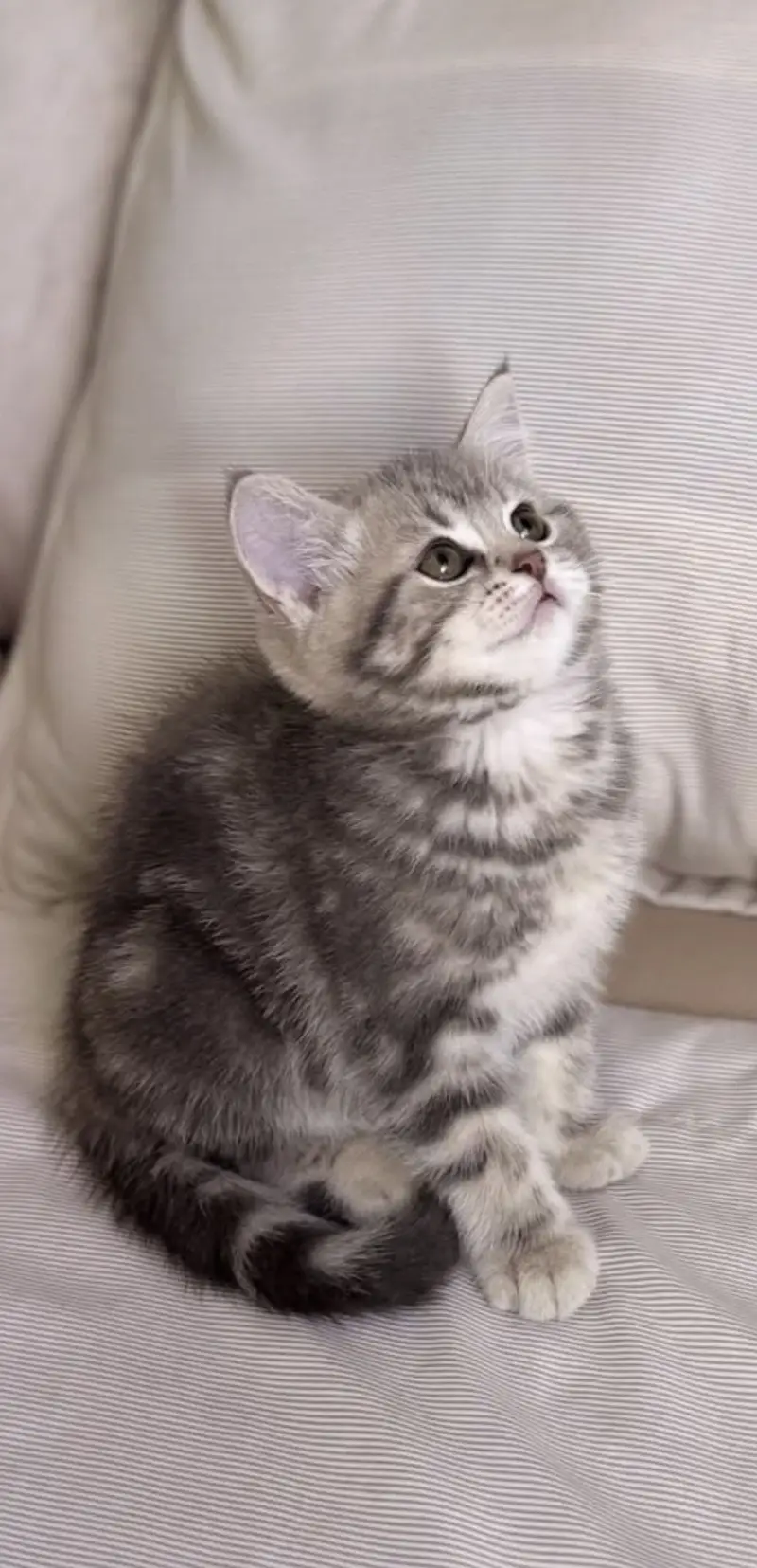 Blue Tabby British Shorthair Boy kitten — photo 2
