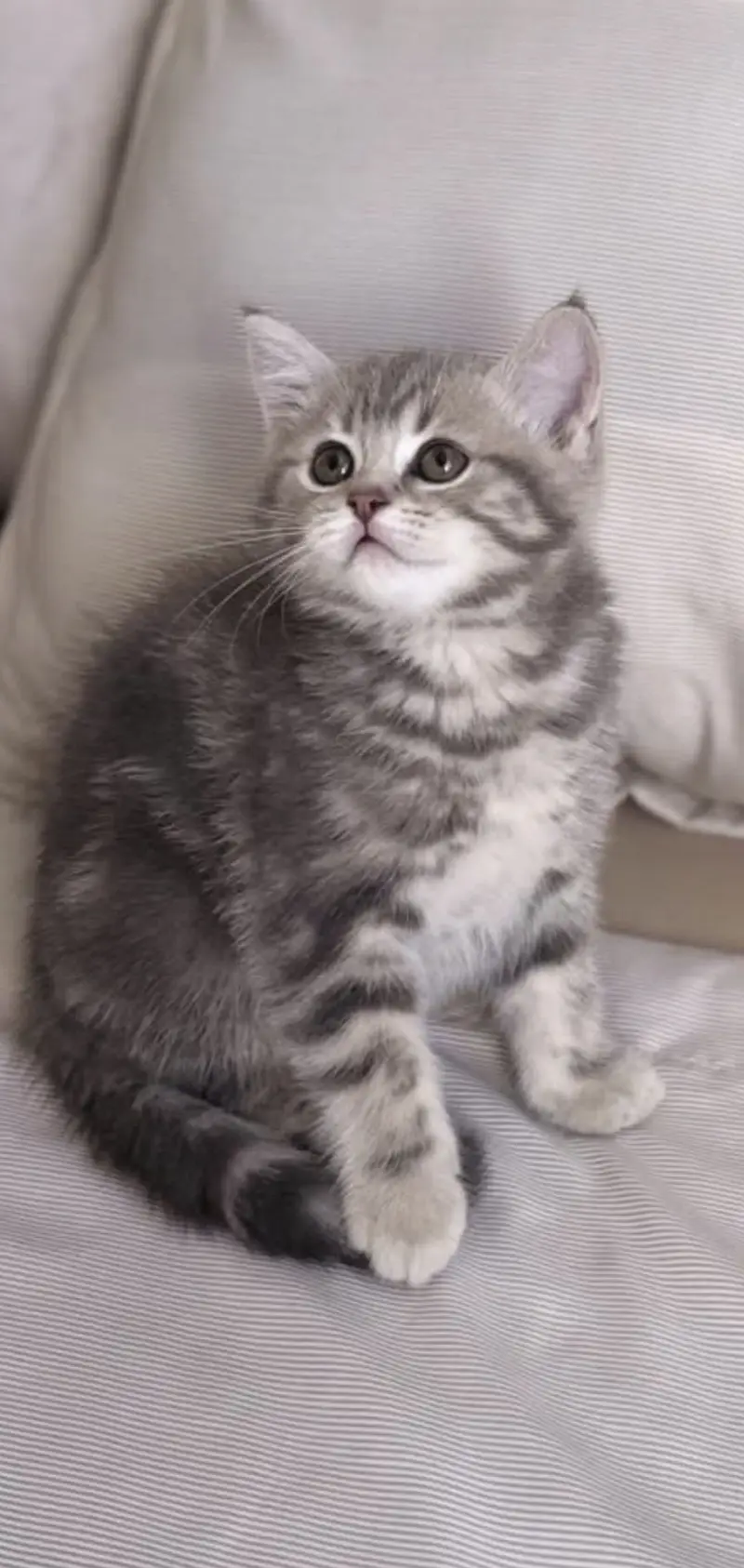Blue Tabby British Shorthair Boy kitten — photo 3