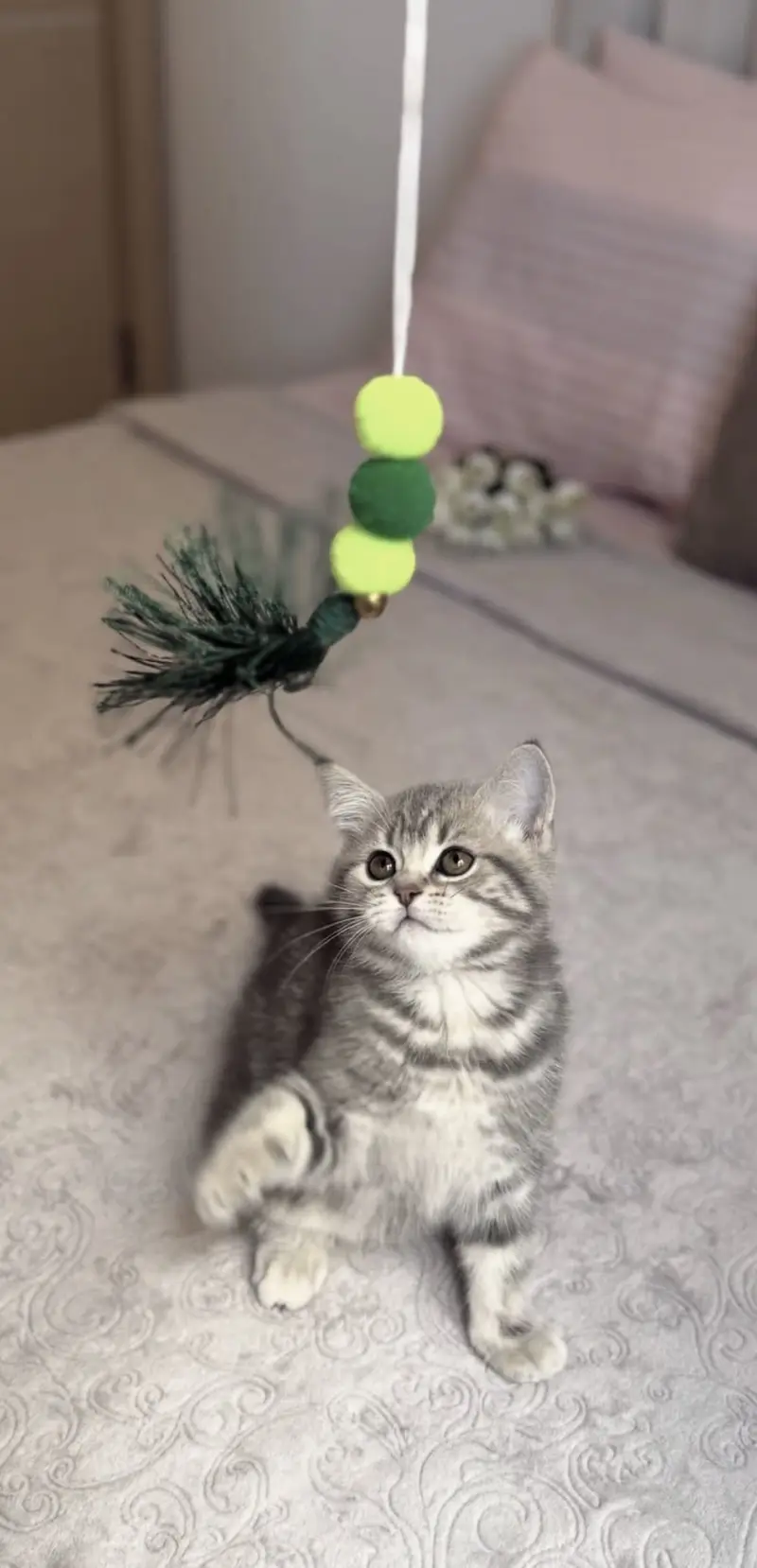 Blue Tabby British Shorthair Boy kitten — photo 4