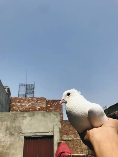 Fancy pigeon