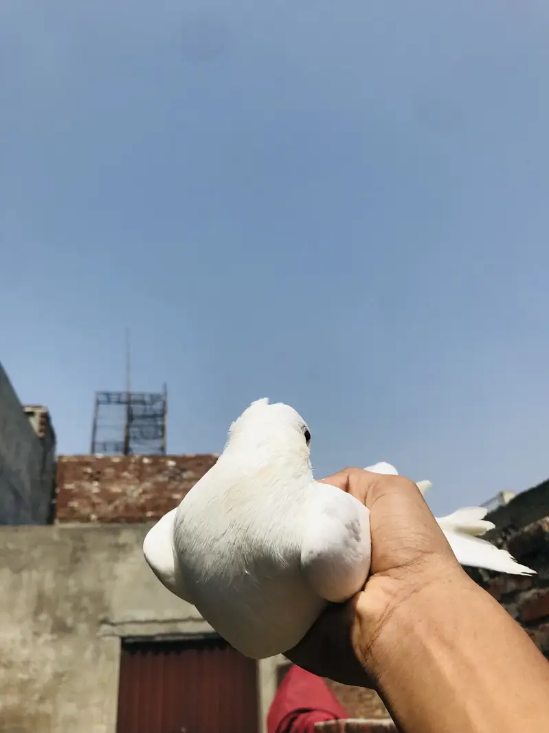 Fancy pigeon — photo 2