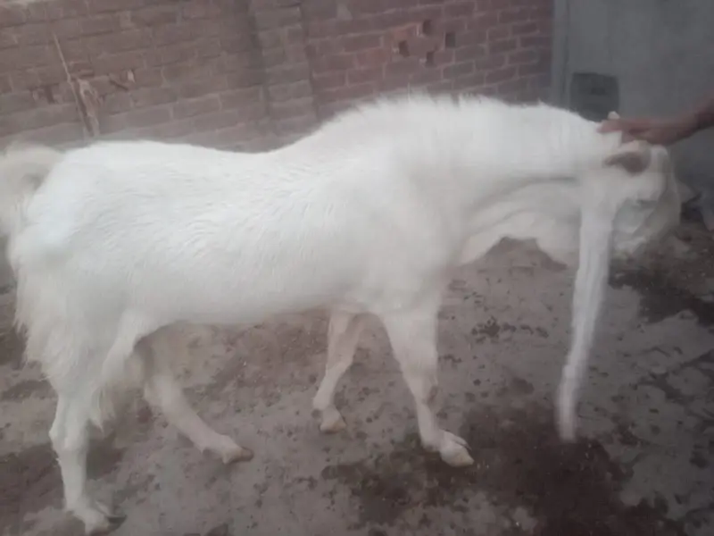 breeder — photo 2