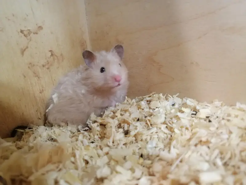 hamster and hamster house available