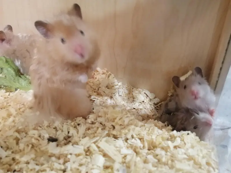 hamster and hamster house available — photo 2