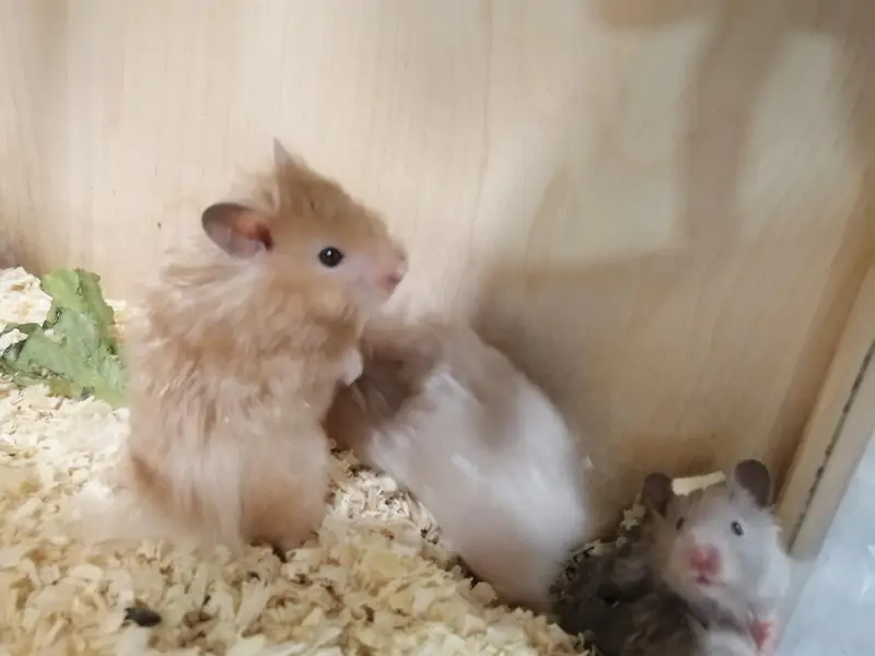 hamster and hamster house available — photo 3