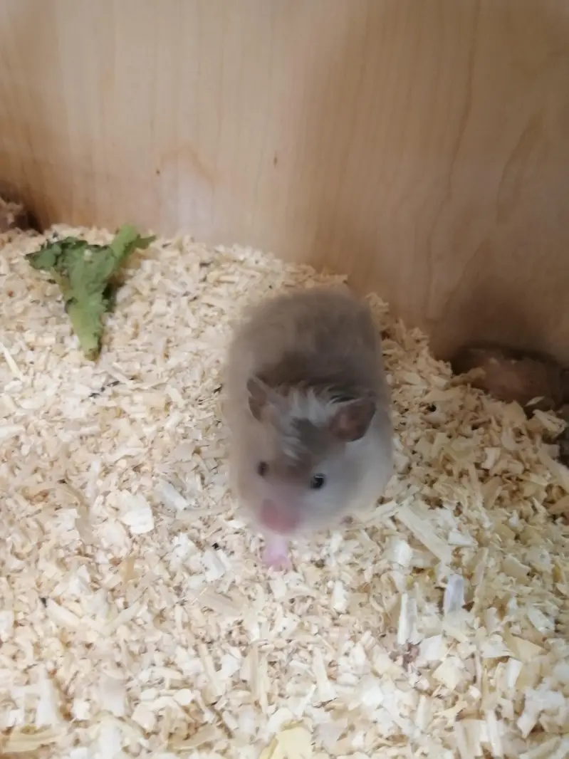 hamster and hamster house available — photo 4