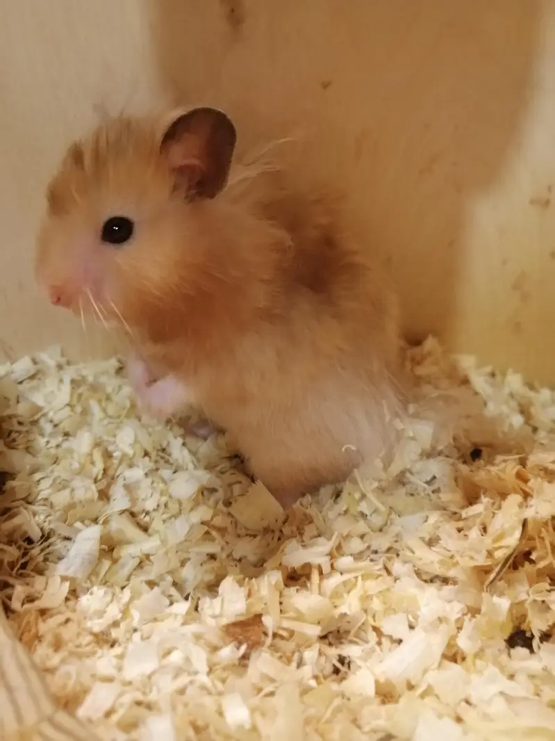 hamster and hamster house available — photo 5