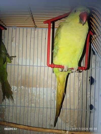 row parrot
