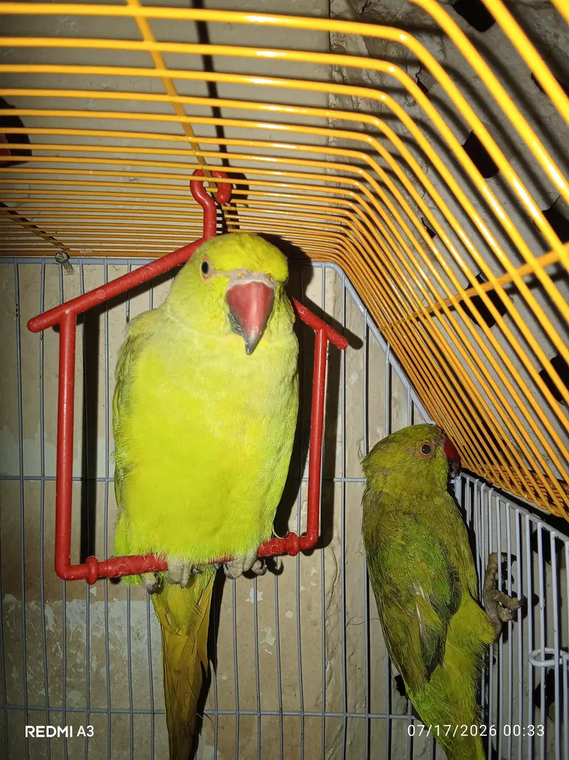 row parrot — photo 2