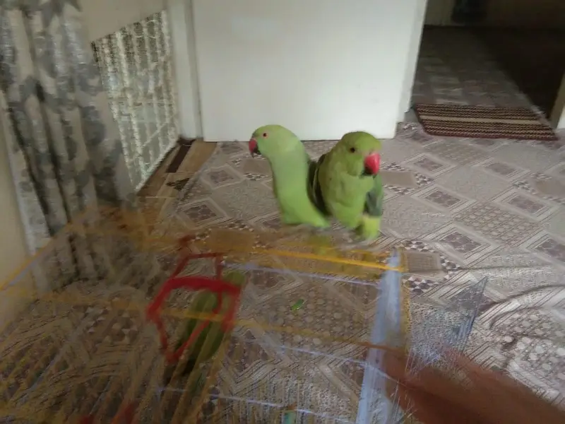row parrot — photo 3