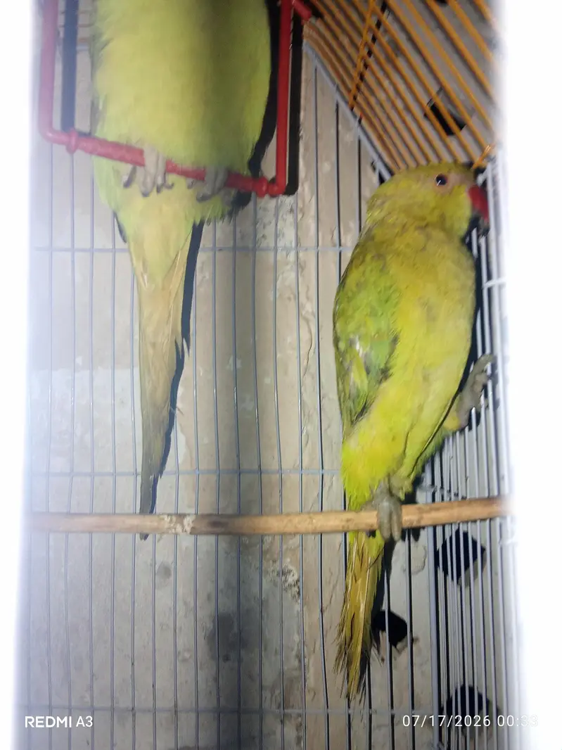 row parrot — photo 4
