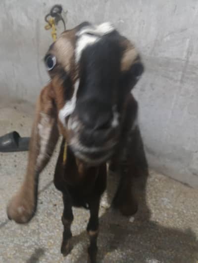 Desi Nagra Bakra