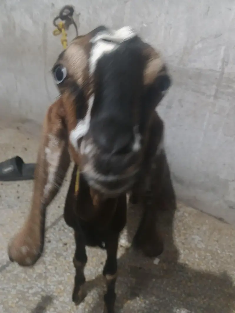 Desi Nagra Bakra