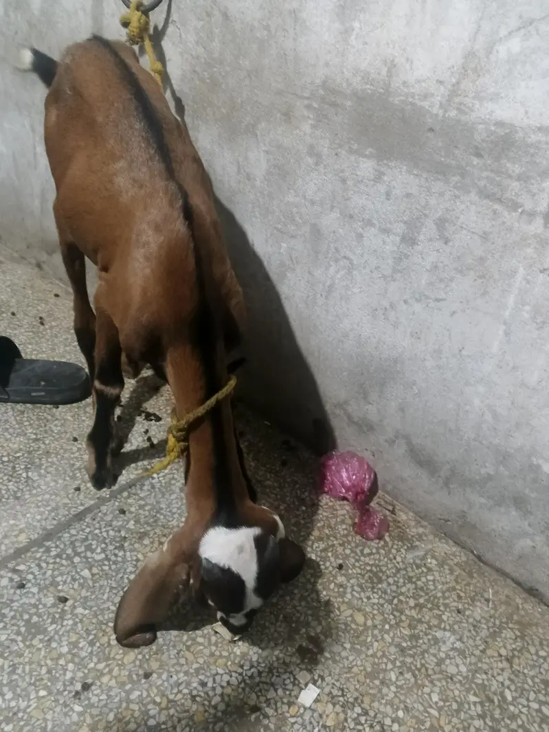 Desi Nagra Bakra — photo 2