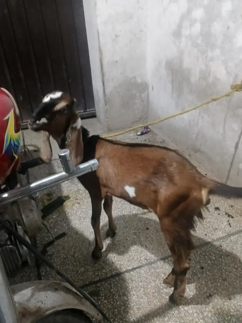 Desi Nagra Bakra — photo 3