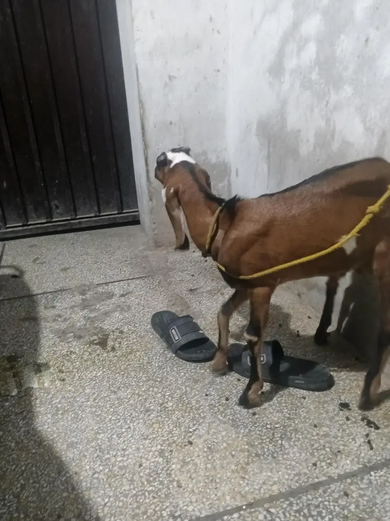 Desi Nagra Bakra — photo 4