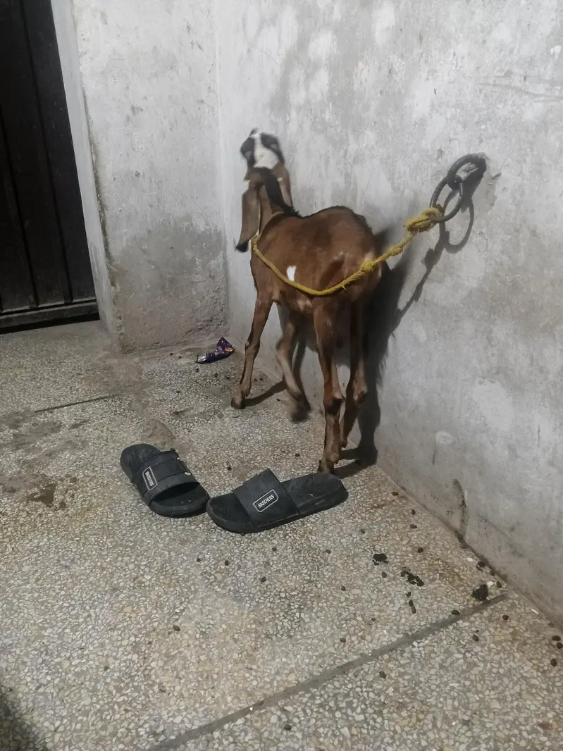 Desi Nagra Bakra — photo 5