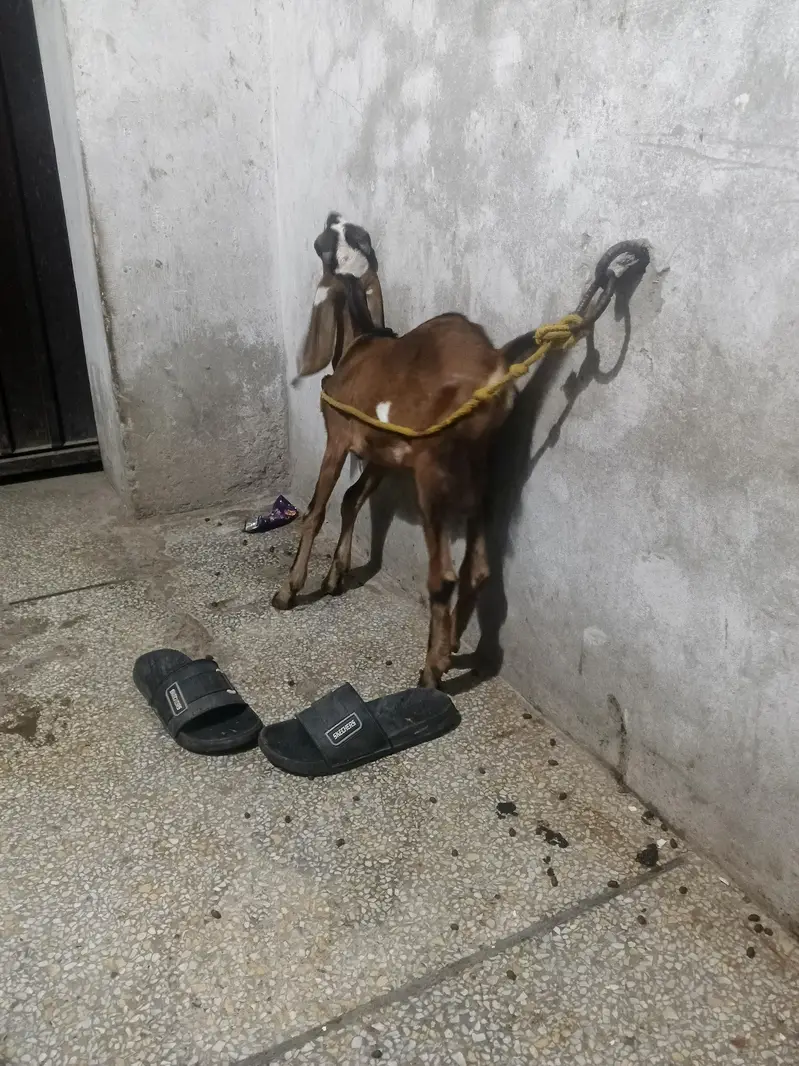 Desi Nagra Bakra — photo 6