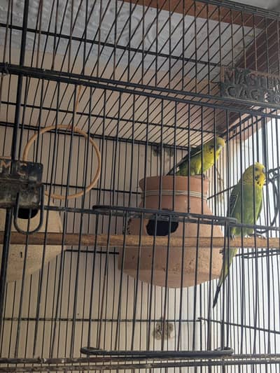 tcb double flowers hogormo male and 2 portion cage