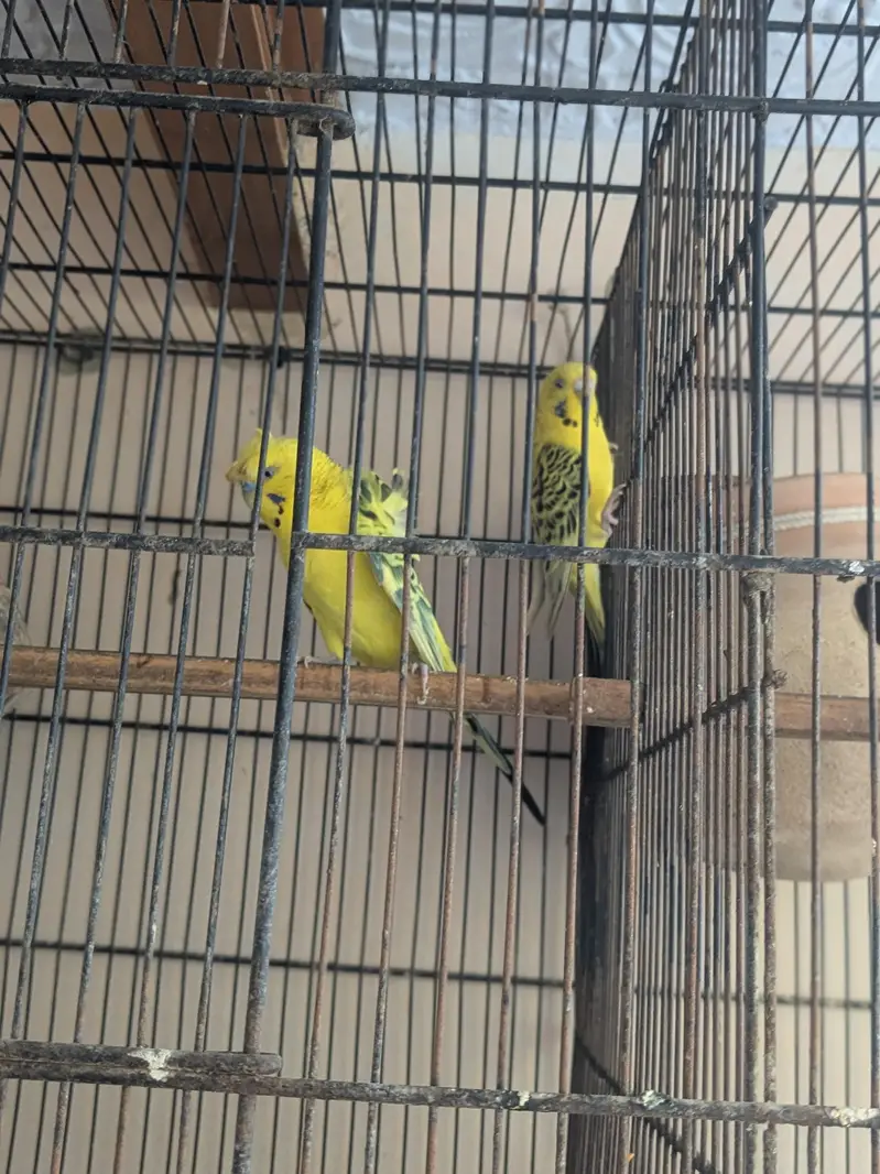 tcb double flowers hogormo male and 2 portion cage — photo 2