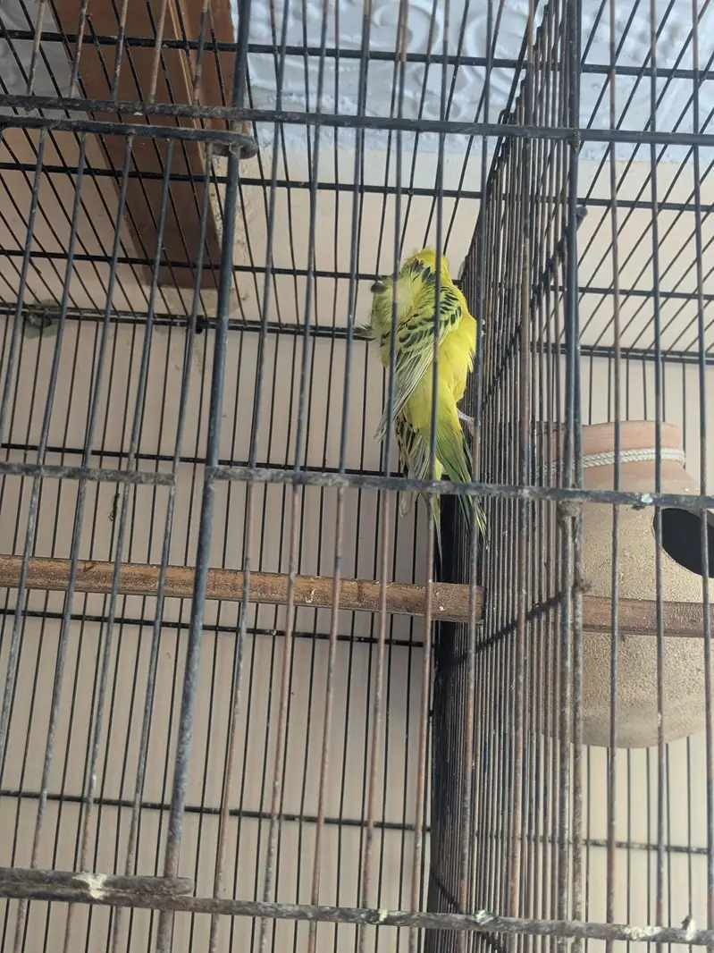 tcb double flowers hogormo male and 2 portion cage — photo 3