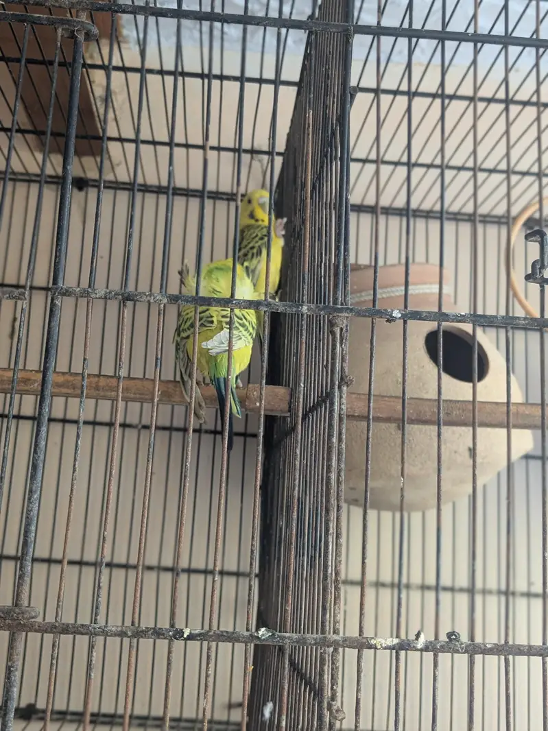tcb double flowers hogormo male and 2 portion cage — photo 4