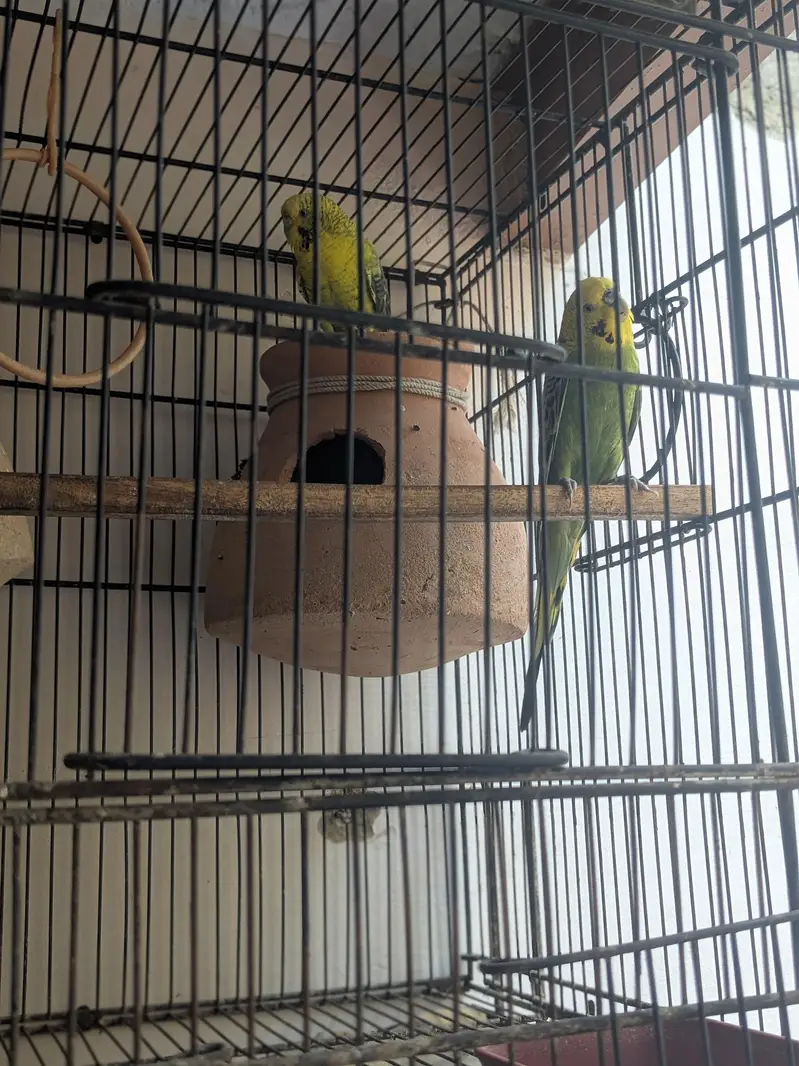 tcb double flowers hogormo male and 2 portion cage — photo 5