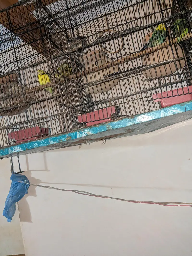 tcb double flowers hogormo male and 2 portion cage — photo 7
