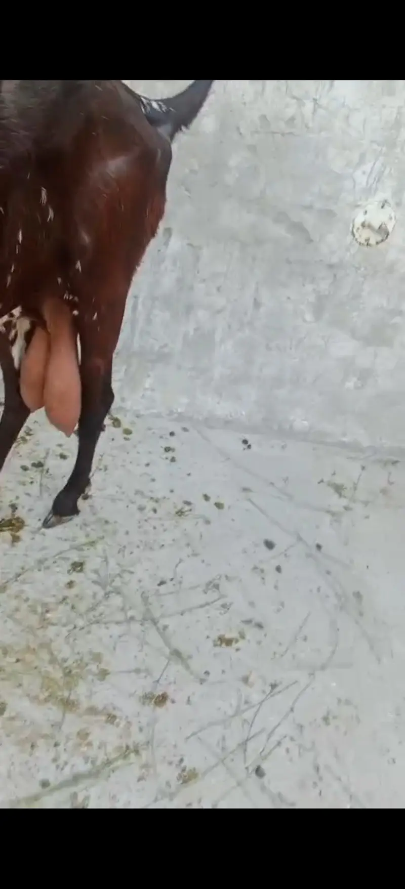 2 bakriya for sale doodh wali