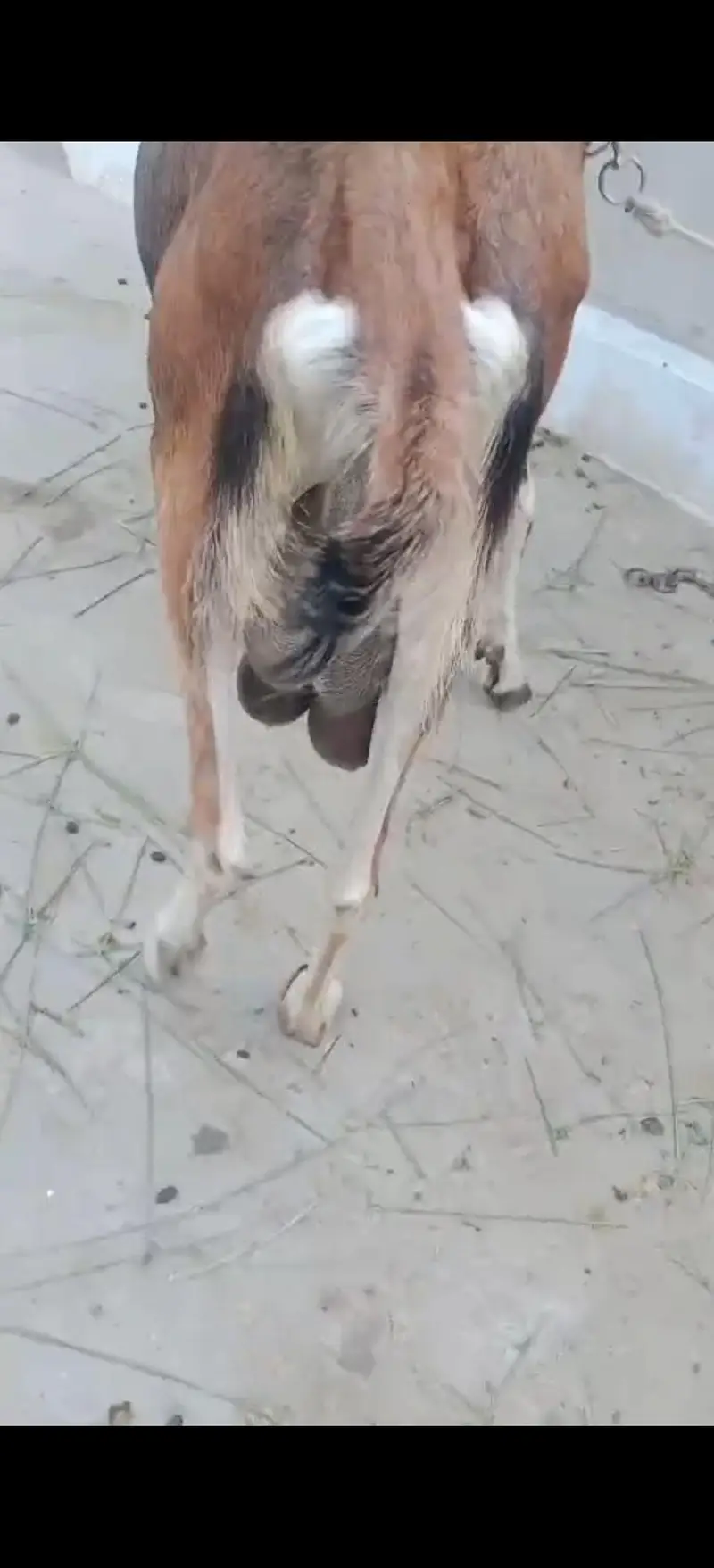 2 bakriya for sale doodh wali — photo 2