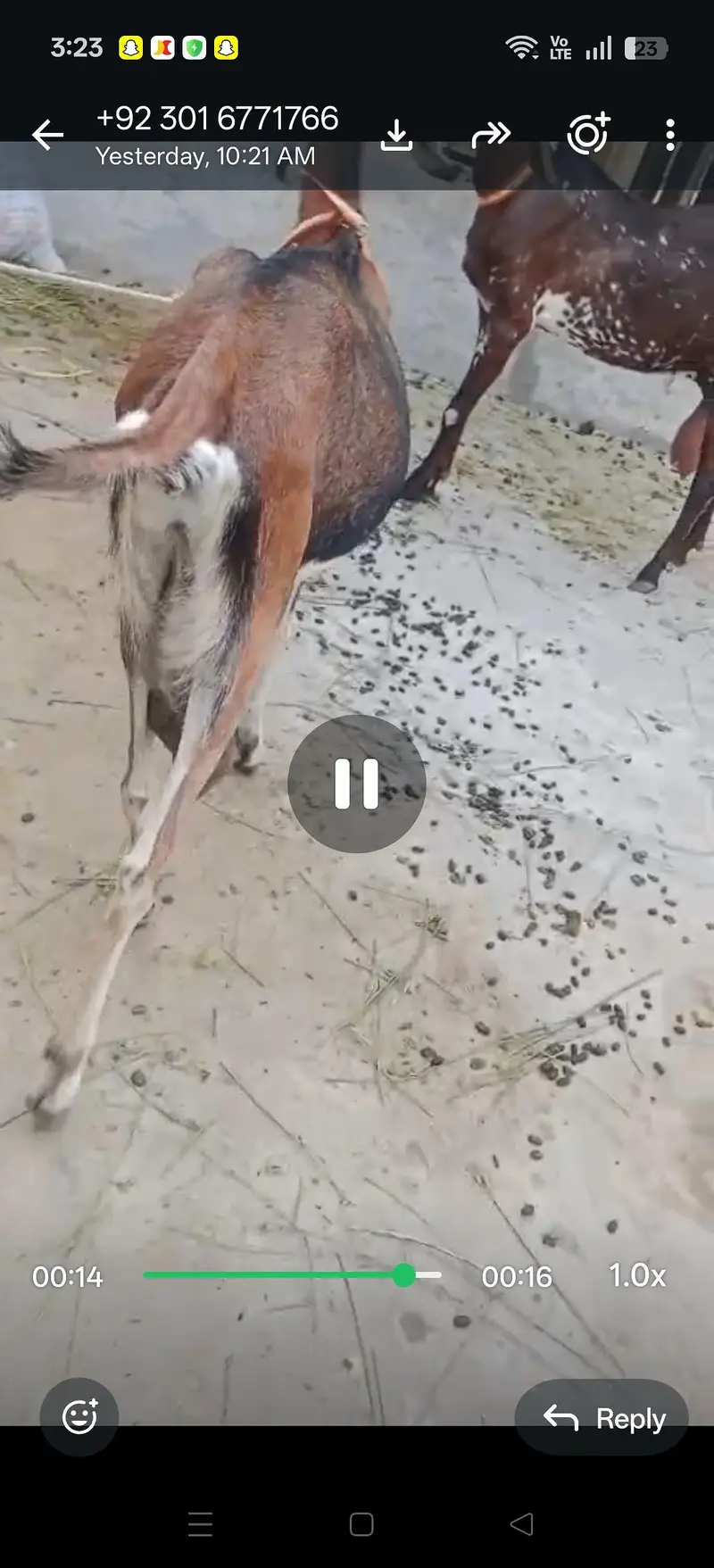 2 bakriya for sale doodh wali — photo 3
