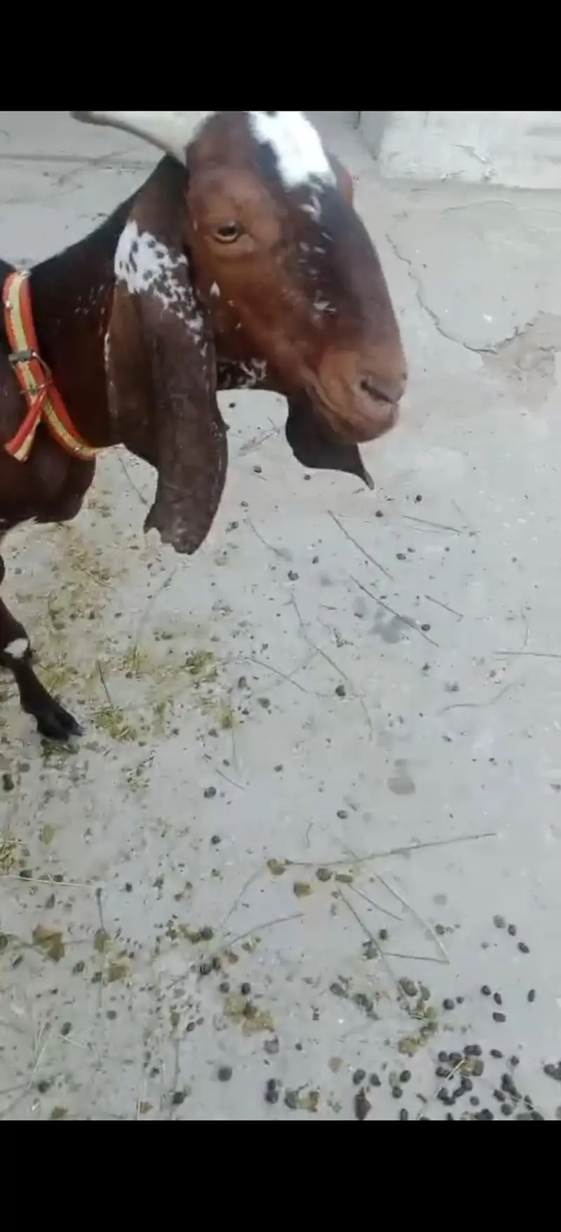 2 bakriya for sale doodh wali — photo 5