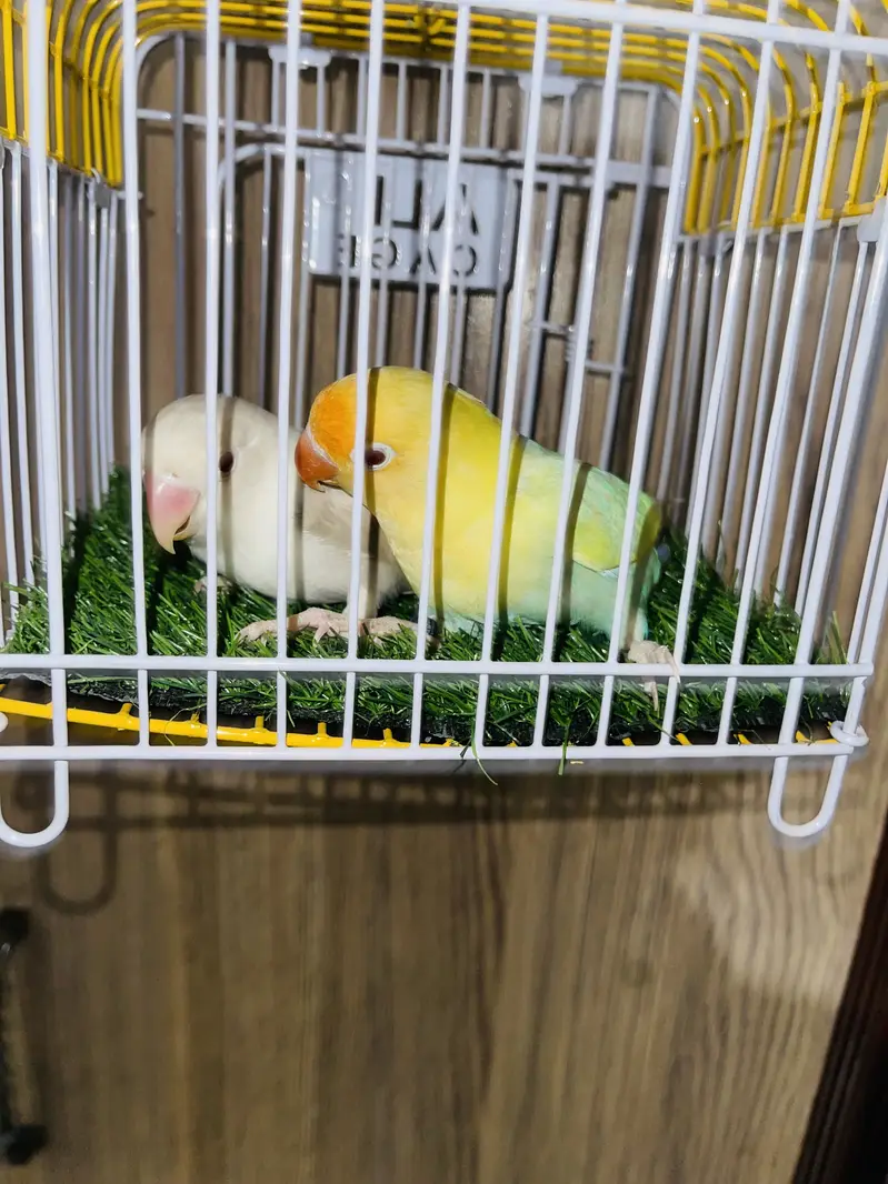 java and zebra finch colony and lovbirds also available — photo 6
