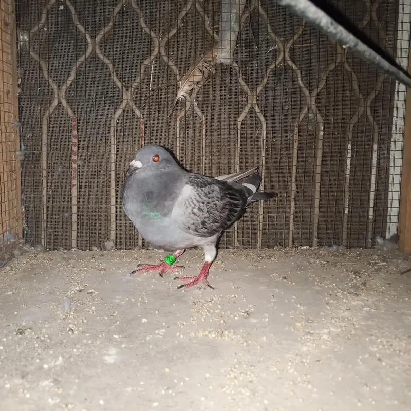 Blue checker bacha for sale . — photo 8
