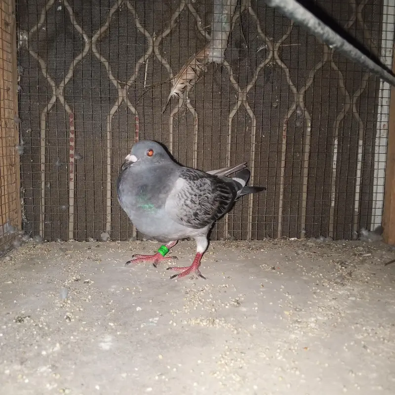 Blue checker bacha for sale . — photo 9