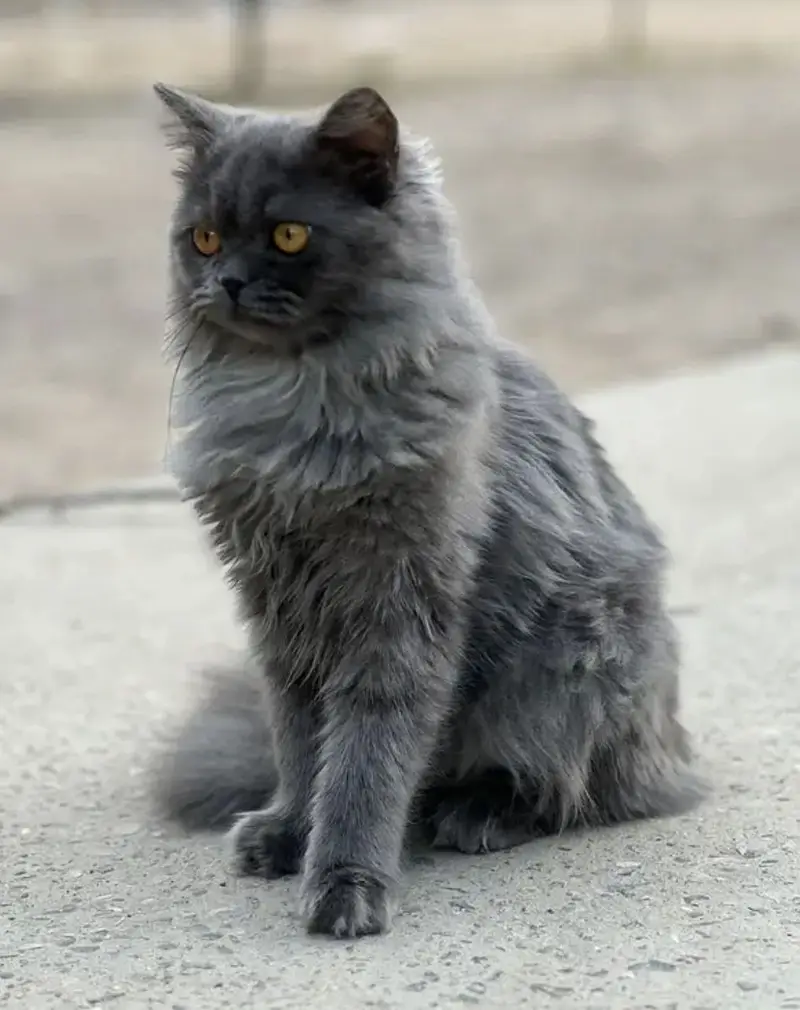 Vaccinated Grey Male Cat — photo 3