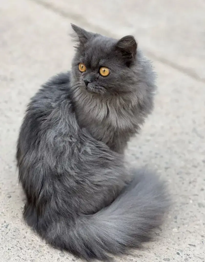 Vaccinated Grey Male Cat — photo 5