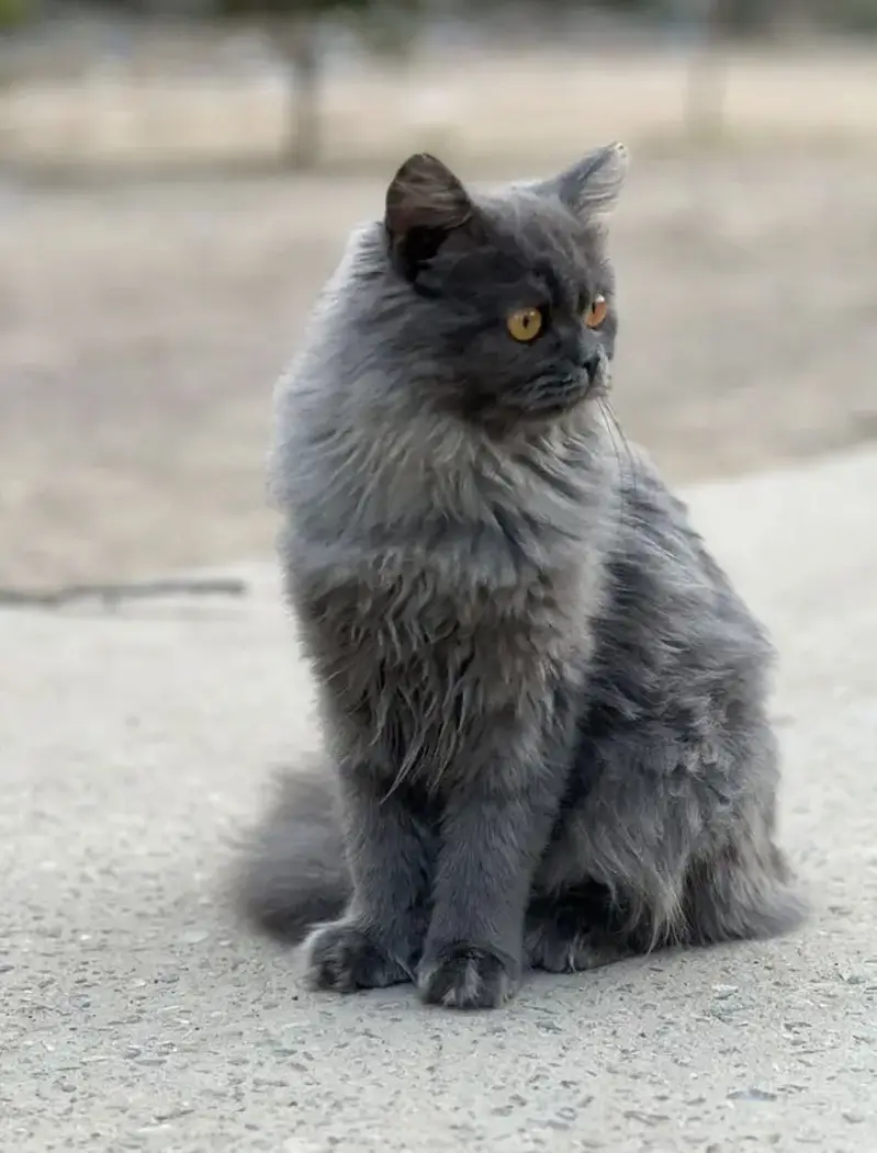 Vaccinated Grey Male Cat — photo 6