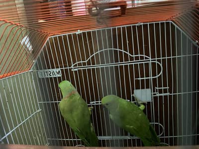 ringneck breeder pair for sell