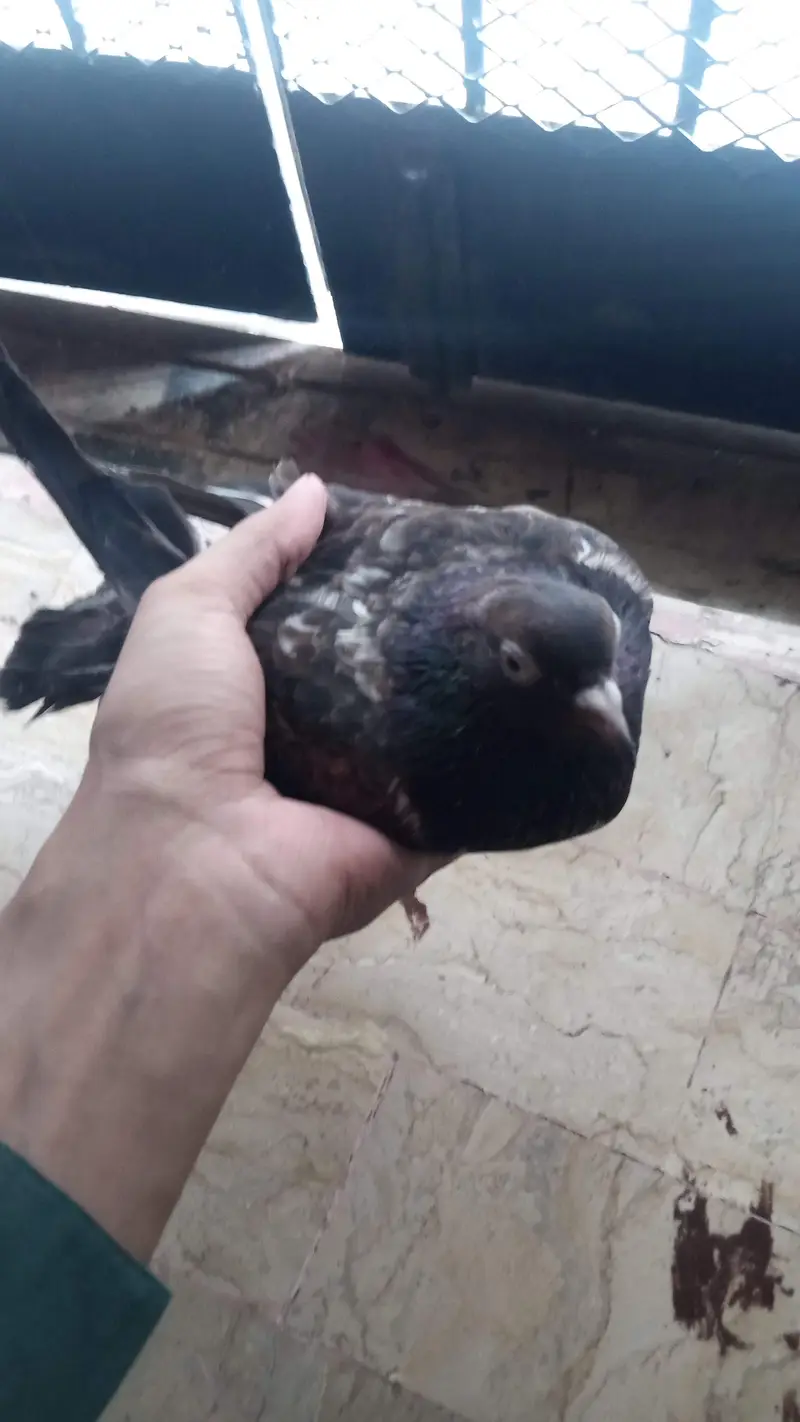 teddy ki female ha ek — photo 2