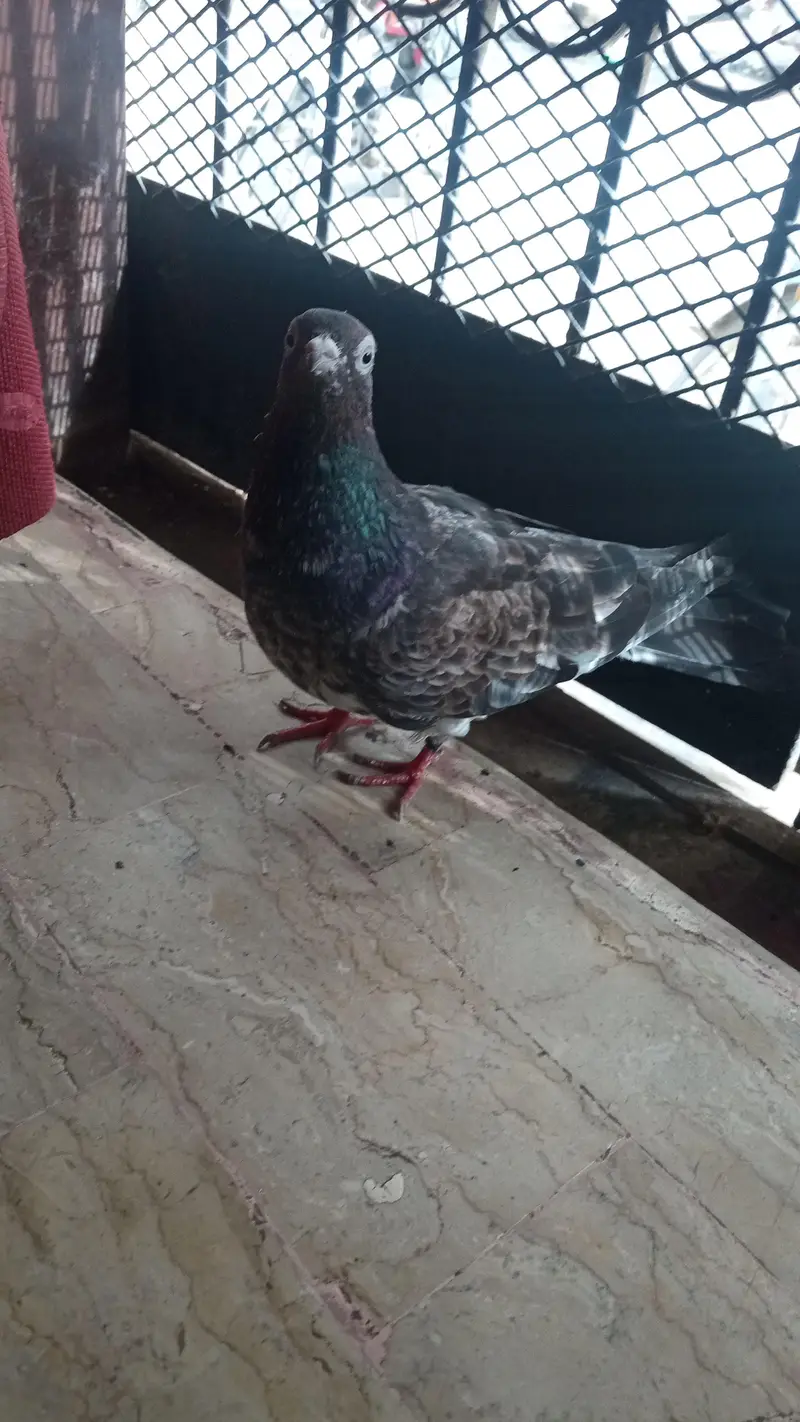 teddy ki female ha ek — photo 4