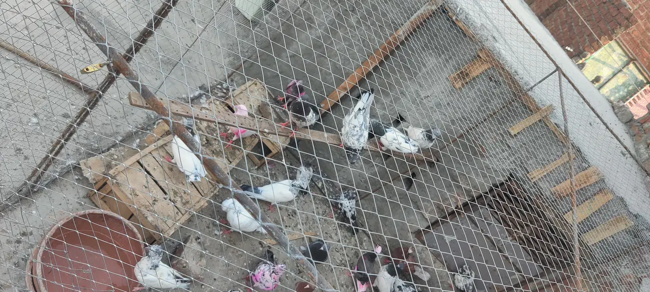 just for sale