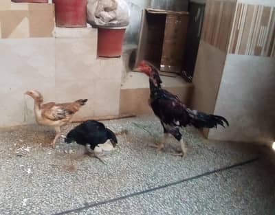 Aseel Hens and Cock for sale