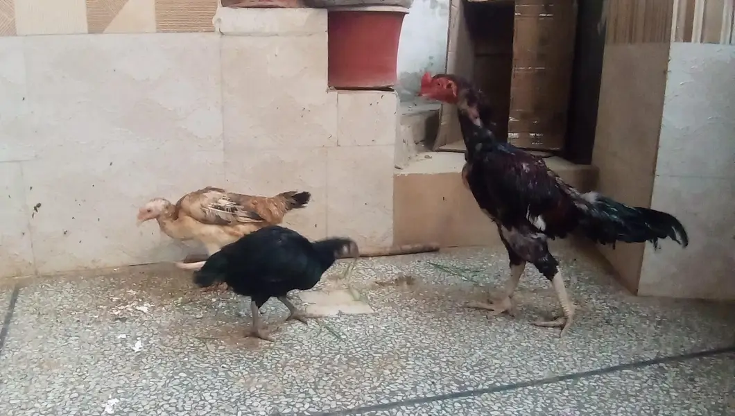 Aseel Hens and Cock for sale — photo 2