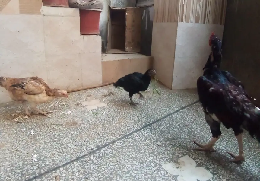 Aseel Hens and Cock for sale — photo 3