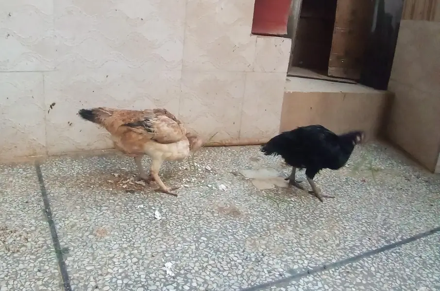 Aseel Hens and Cock for sale — photo 4